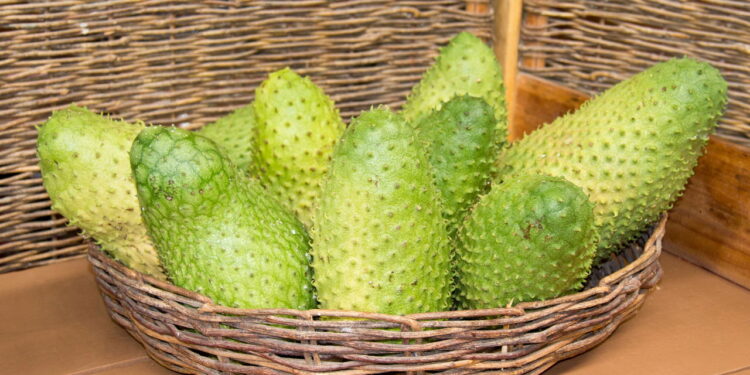 Fruta tropical de sabor marcante desperta interesse em hortas e jardins