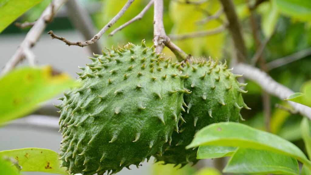 Fruta tropical de sabor marcante desperta interesse em hortas e jardins