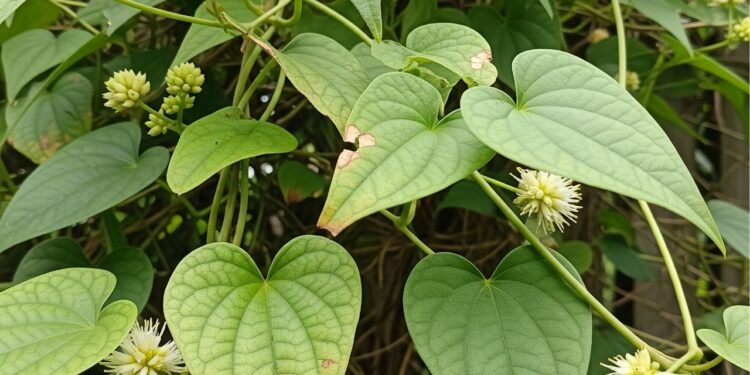 O aliado natural para aliviar problemas respiratórios