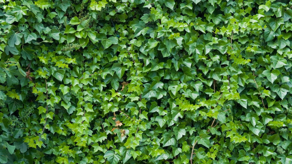 Formação de microclimas úmidos que favorecem o abrigo de escorpiões