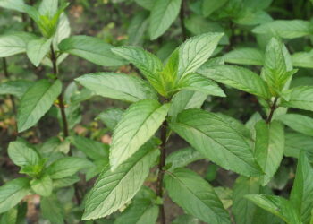 Plantas que afastam carrapatos transformam o quintal em refúgio natural