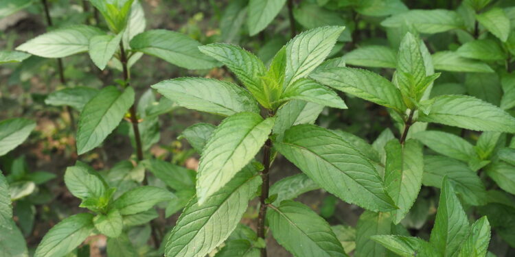 Plantas que afastam carrapatos transformam o quintal em refúgio natural
