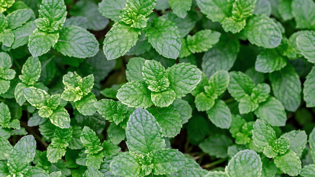 As 3 plantas sazonais que trazem aromas únicos a cada estação do ano
