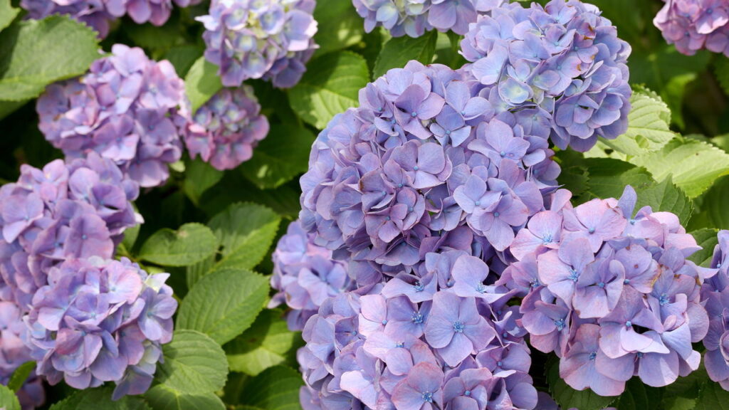 As 3 plantas que prosperam em ambientes úmidos e frescos da sua casa