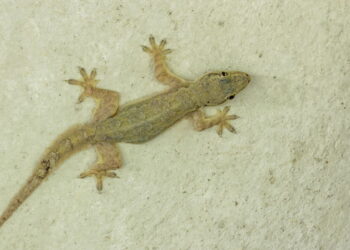 Se você vê lagartixas nas paredes, pode estar mais protegido do que imagina