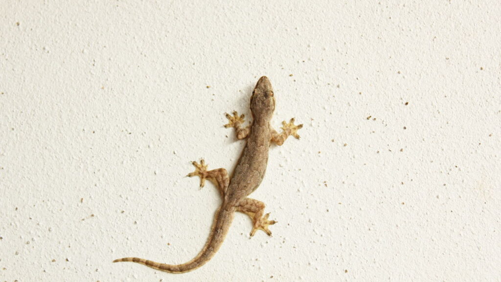 Se você vê lagartixas nas paredes, pode estar mais protegido do que imagina
