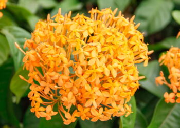 Cores vibrante e elegância essa flor alegra o jardim de qualquer um!