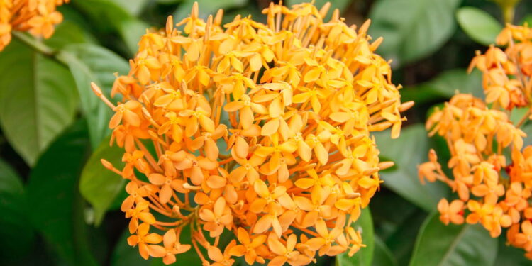 Cores vibrante e elegância essa flor alegra o jardim de qualquer um!