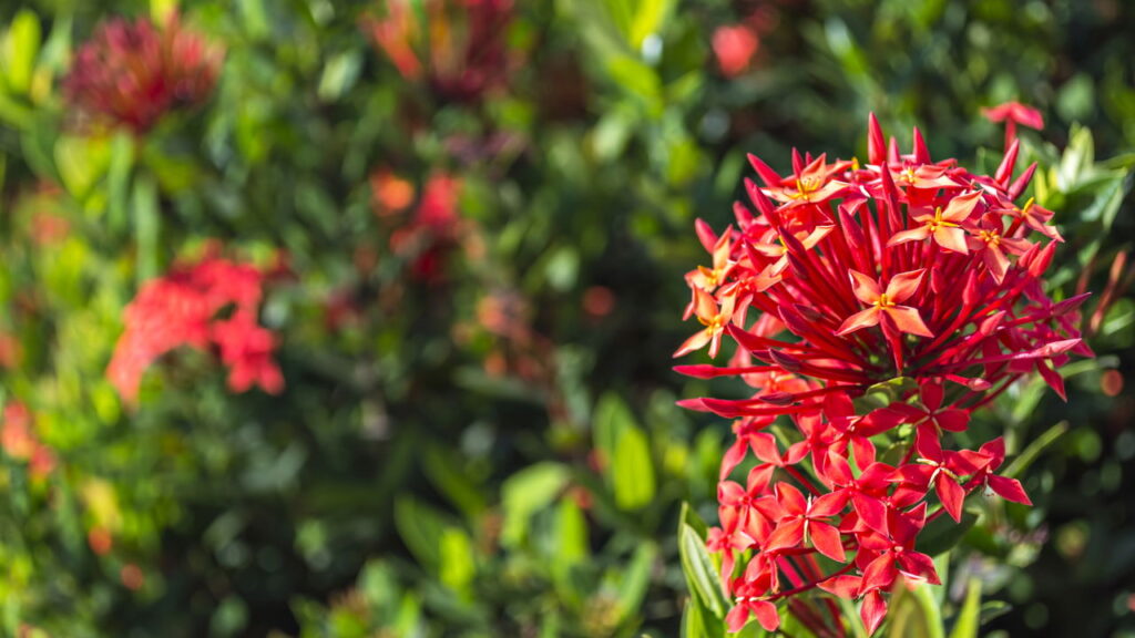 Cores vibrante e elegância essa flor alegra o jardim de qualquer um!
