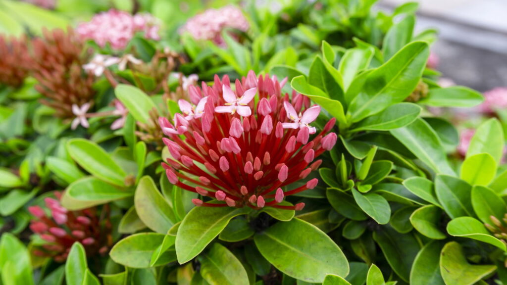 Cores vibrante e elegância essa flor alegra o jardim de qualquer um!