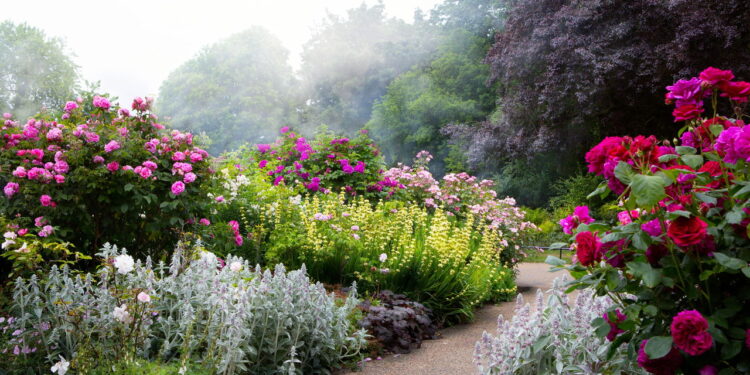 Nem orquídea, nem rosa: a flor resistente que fica linda o ano inteiro