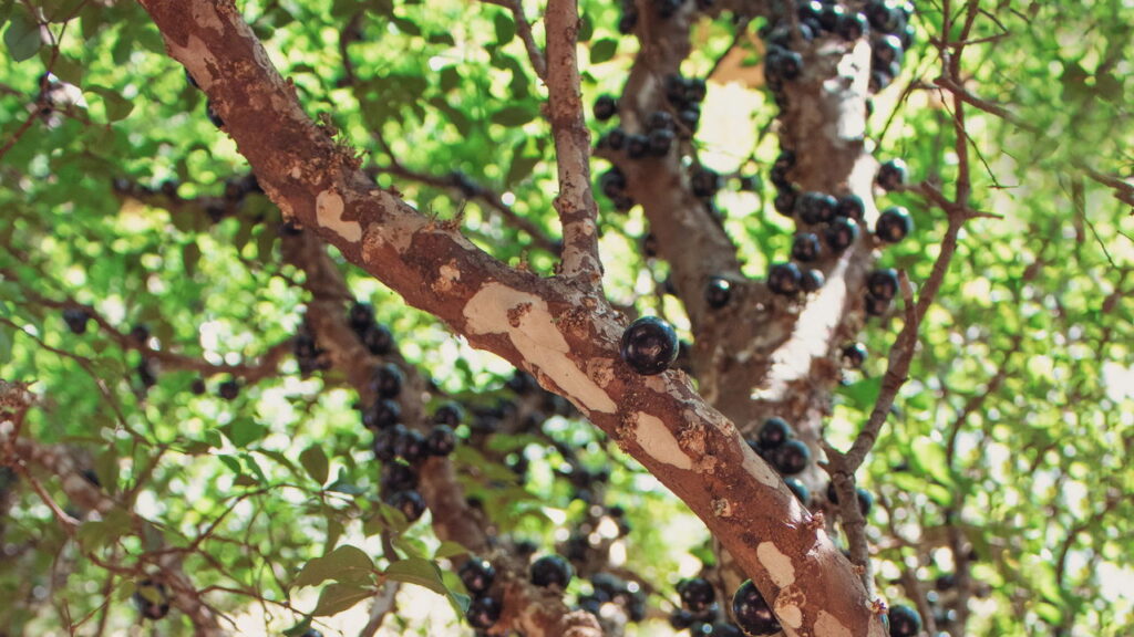 As árvores ideais para colher frutas frescas sem esperar muito tempo