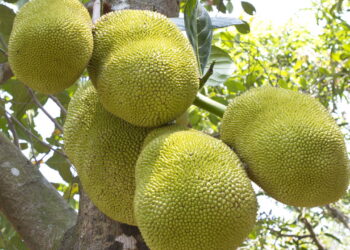 Ideal para iniciantes: passo a passo para plantar jaca em quintais pequenos