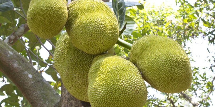 Ideal para iniciantes: passo a passo para plantar jaca em quintais pequenos