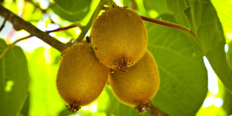Transforme seu quintal em um pomar de kiwi com colheitas o ano todo