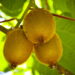 Transforme seu quintal em um pomar de kiwi com colheitas o ano todo