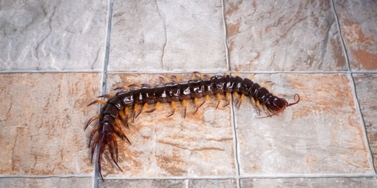 Elimine lacraias da sua casa sem recorrer a produtos tóxicos