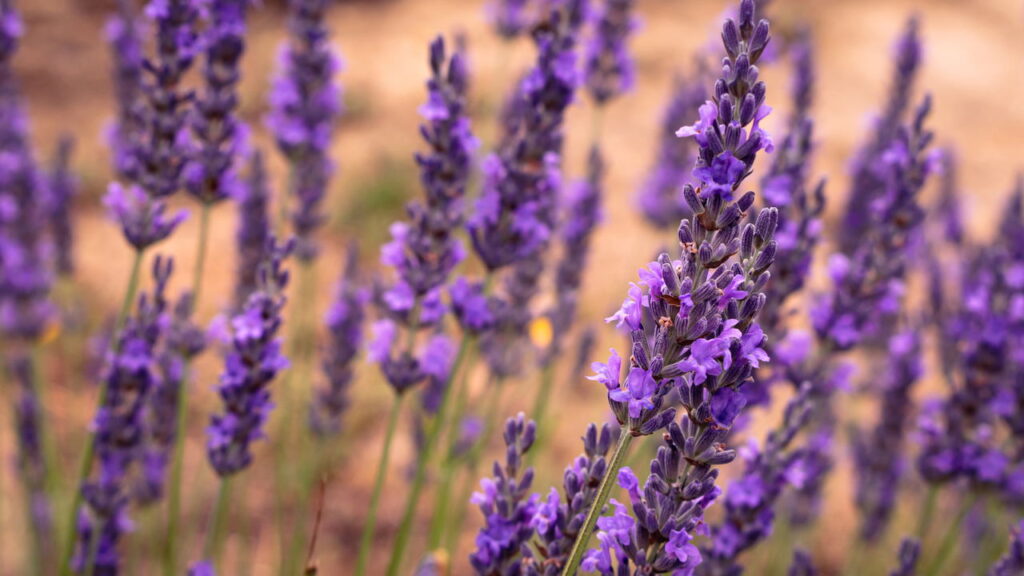 As 3 plantas sazonais que transformam seu jardim de primavera a verão