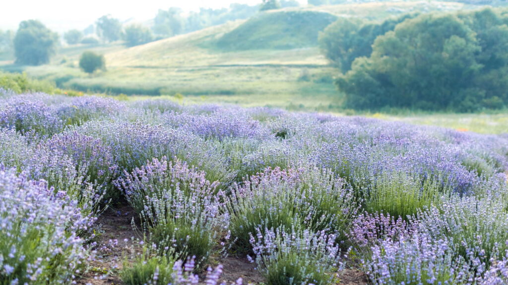 As 3 plantas que deixam a primavera mais colorida e linda