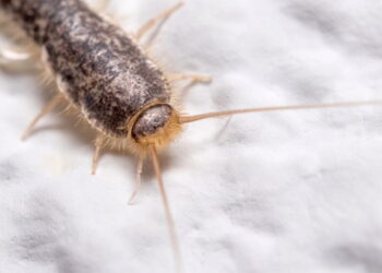 O erro ao guardar roupas que atrai traças para os armários