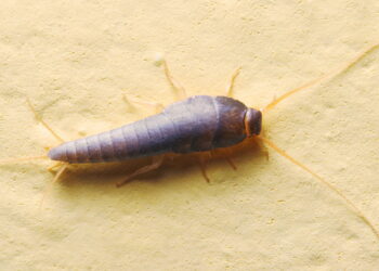 Pânico com o inseto que sobe nas camas à noite e essa é a única maneira de eliminá-lo