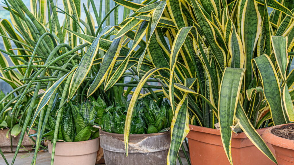 As 3 plantas que surpreendem com flores e folhagens inesperadas