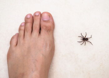 As 3 plantas para afastar aranha marrom da sua casa