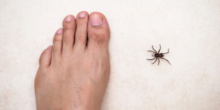 As 3 plantas para afastar aranha marrom da sua casa