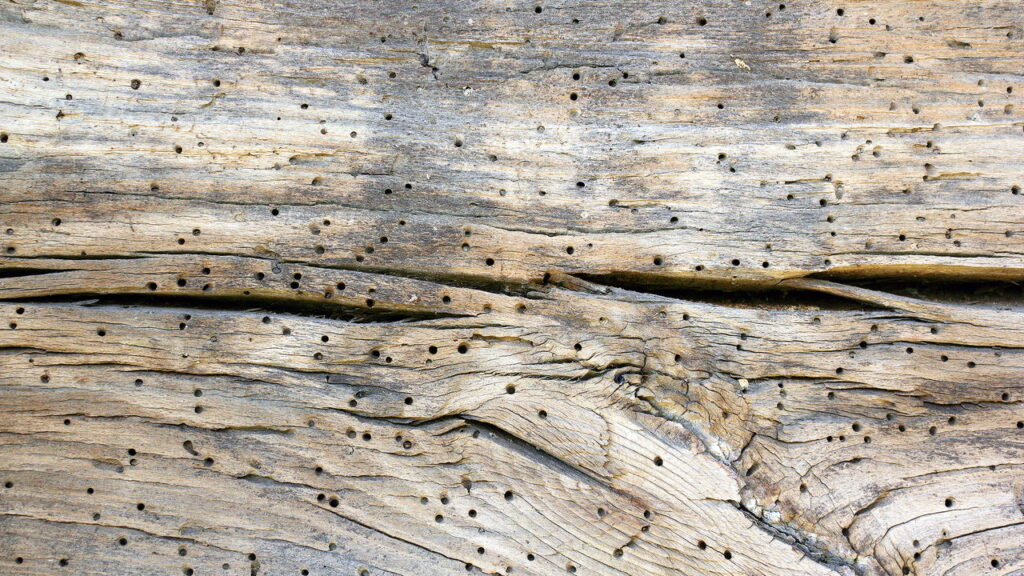 Seus móveis podem estar comprometidos por causa desse inseto