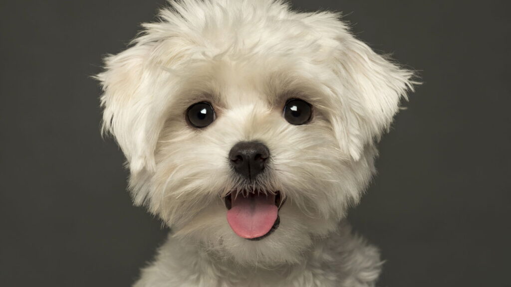 10 nomes fofos para o seu cachorro pequeno

