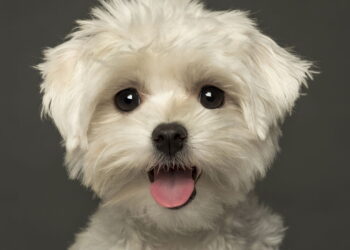 10 nomes fofos para o seu cachorro pequeno