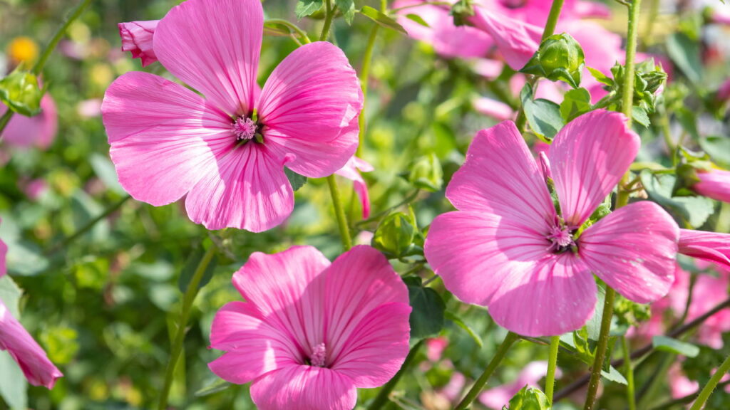 A malva afasta pragas para deixar seu jardim lindo!