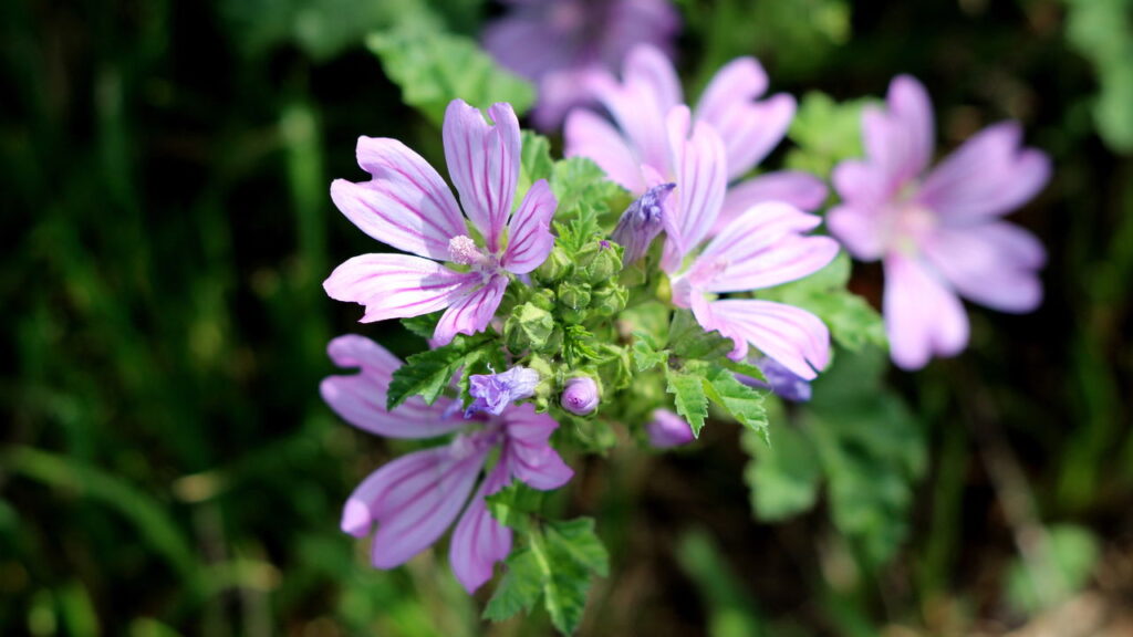 A malva afasta pragas para deixar seu jardim lindo!