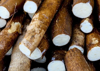 Dicas para conservar mandioca e evitar que escureça rapidamente