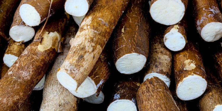 Dicas para conservar mandioca e evitar que escureça rapidamente