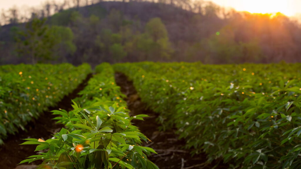 Planta muito amada na culinária também é indispensável no cultivo