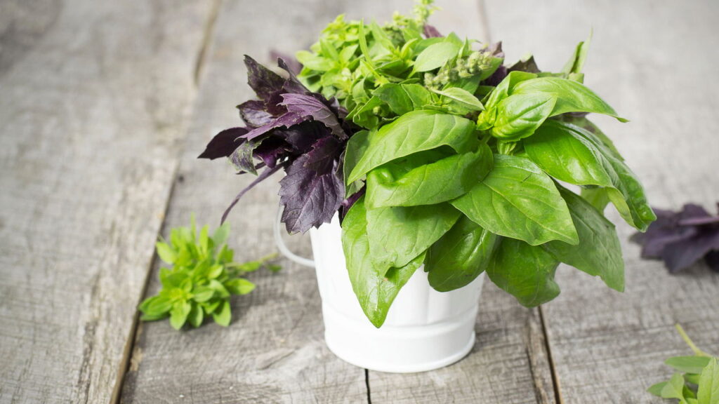 Adaptação versátil permitindo cultivo em vasos ou canteiros com facilidade