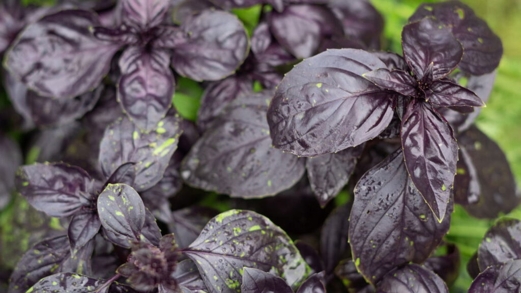 Perfume aromático que transforma o ambiente em espaço mais agradável