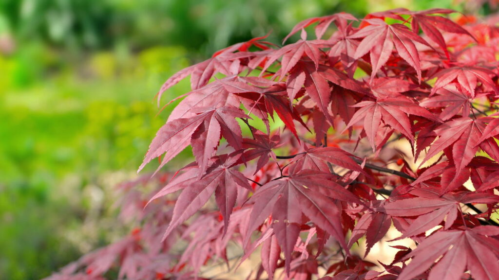 As 3 plantas que trazem cores vibrantes ao seu jardim no outono