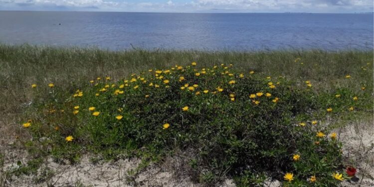 Planta nativa do Sul do Brasil está quase sendo extinta