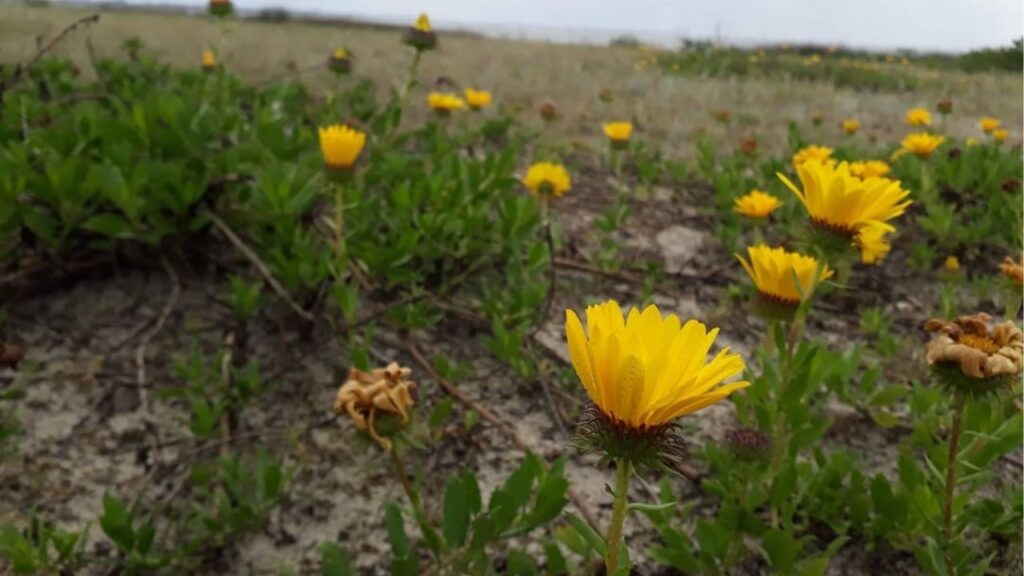 Planta nativa do Sul do Brasil está quase sendo extinta