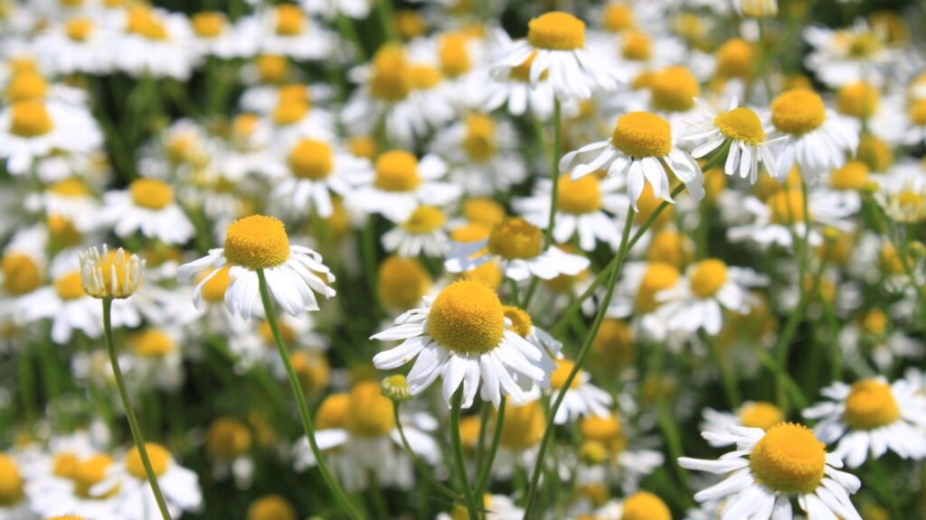 A melhor erva para ter chá fresquinho o ano inteiro em casa