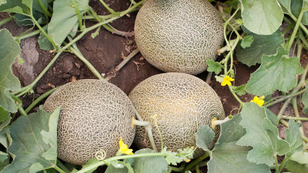 Fruta doce e bem refrescante pode ser cultivada em casa de forma fácil