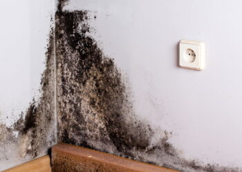 Nem água sanitária, nem cloro: como eliminar mofo das paredes rapidamente