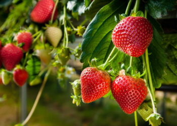 Fruta deliciosa e famosa é tão fácil de cultivar que você vai querer começar agora!