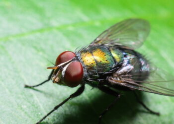 Truques caseiros podem eliminar moscas na cozinha sem produtos químicos!
