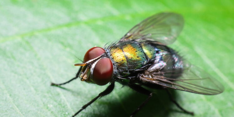 Truques caseiros podem eliminar moscas na cozinha sem produtos químicos!