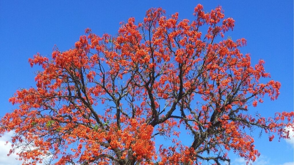 Essa planta é muito usada para ansiedade e insônia