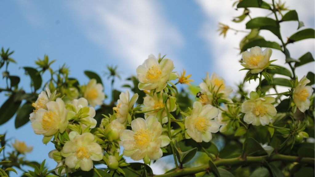 A ora-pro-nóbis possui propriedades curativas para fortalecer a sua saúde
