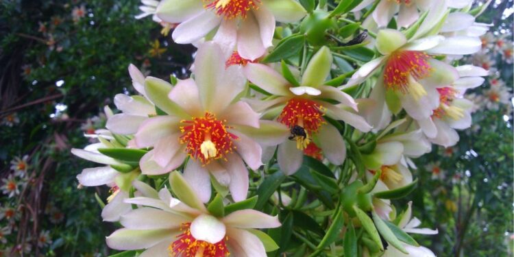 A ora-pro-nóbis possui propriedades curativas para fortalecer a sua saúde